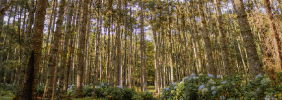 Em 2023 você tem um encontro  marcado com Monte Verde