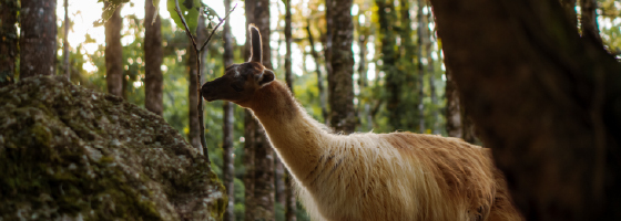 Outono é a melhor época do ano para visitar Monte Verde-MG?